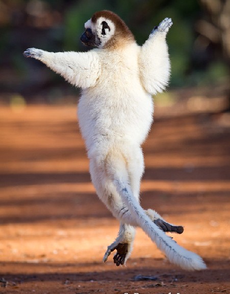 ��֪����ô��Ұ��������д�漯�𣿣�ͼ��