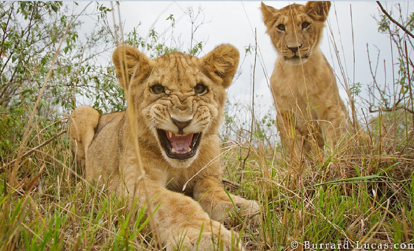 ��֪����ô��Ұ��������д�漯�𣿣�ͼ��