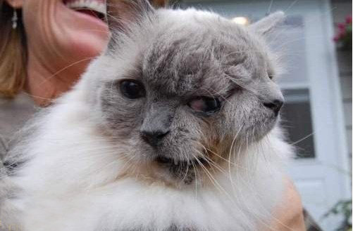 探索:双面猫奇迹存活12年 打破吉尼斯(图)