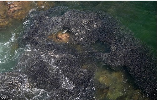 ī���纣̲���� �ο�����Ⱥɧ�ţ�ͼ��