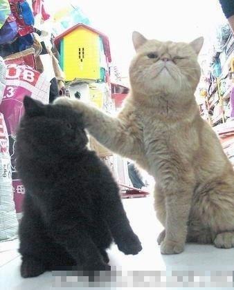 �����˲�����������ʿ ��ЦȤͼ