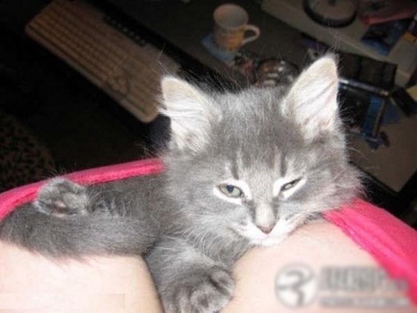 ��Ů������������ĳ����˹���ͼ�� ������ذ�(��ͼ)